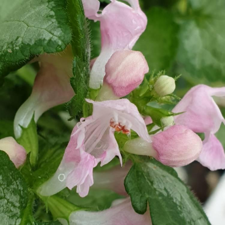 G164 Lamium Maculatum Pink Pewter 19 Ab21113a 26d6 41ed 822e E1205bd51b21 from www redcrocus com