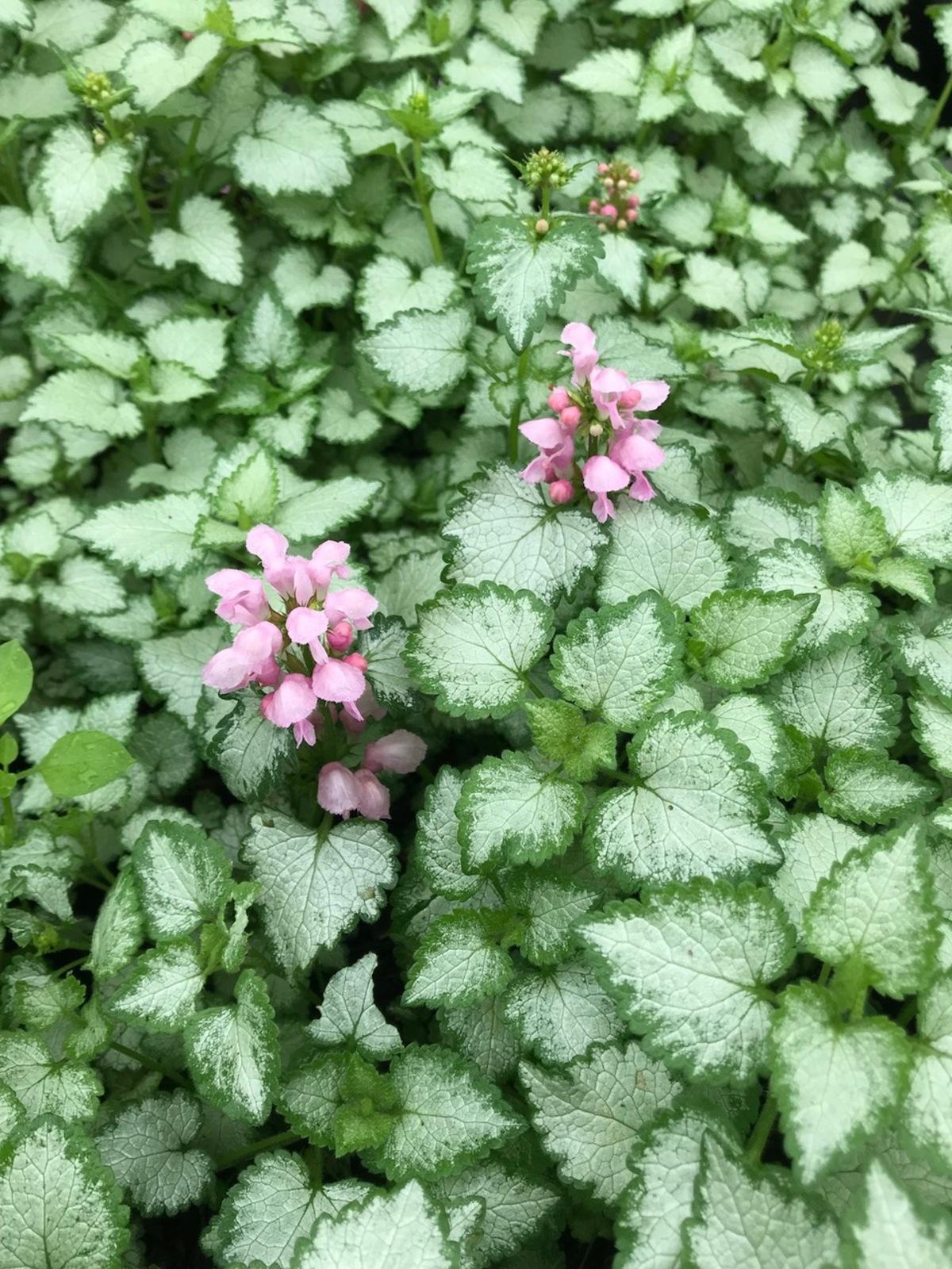 G164 Lamium Maculatum Pink Pewter 1 5c0a9a11 50a5 482d Ac93 B94f94f2962a from www redcrocus com