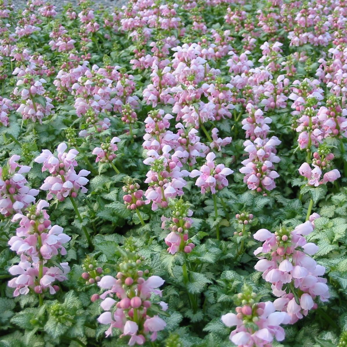 G164 Lamium Maculatum Pink Pewter - View 2 from www redcrocus com