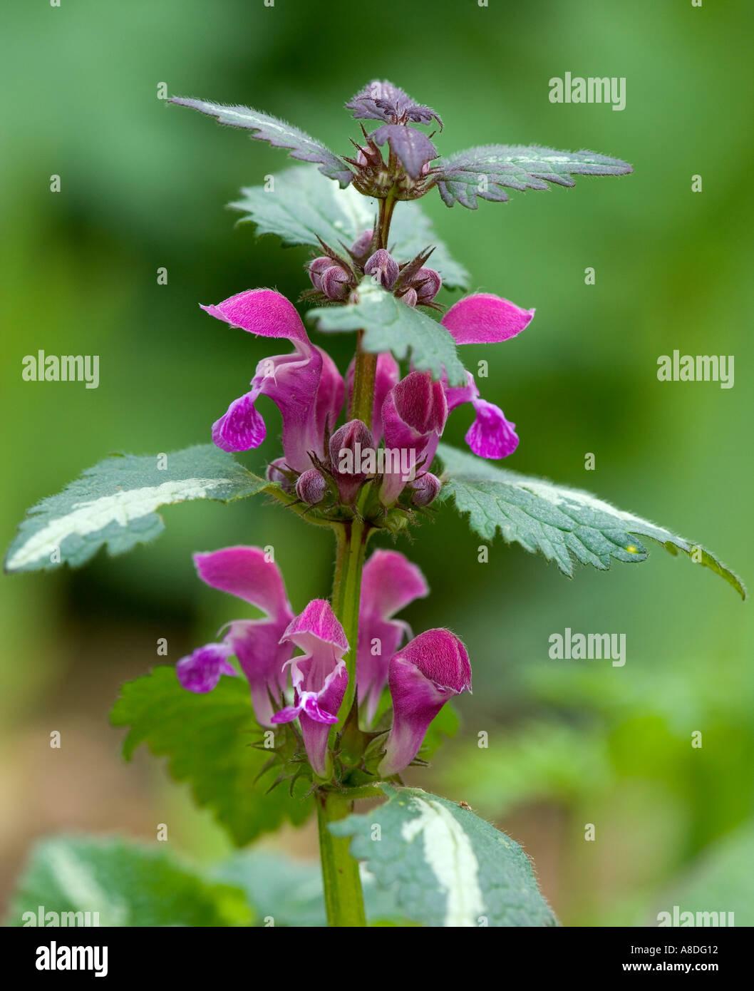 G164 Lamium Maculatum Pink Pewter - View 4 from www redcrocus com