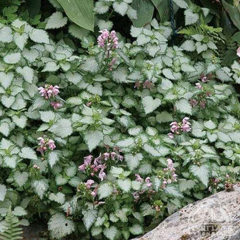 G164 Lamium Maculatum Pink Pewter - View 5 from www redcrocus com
