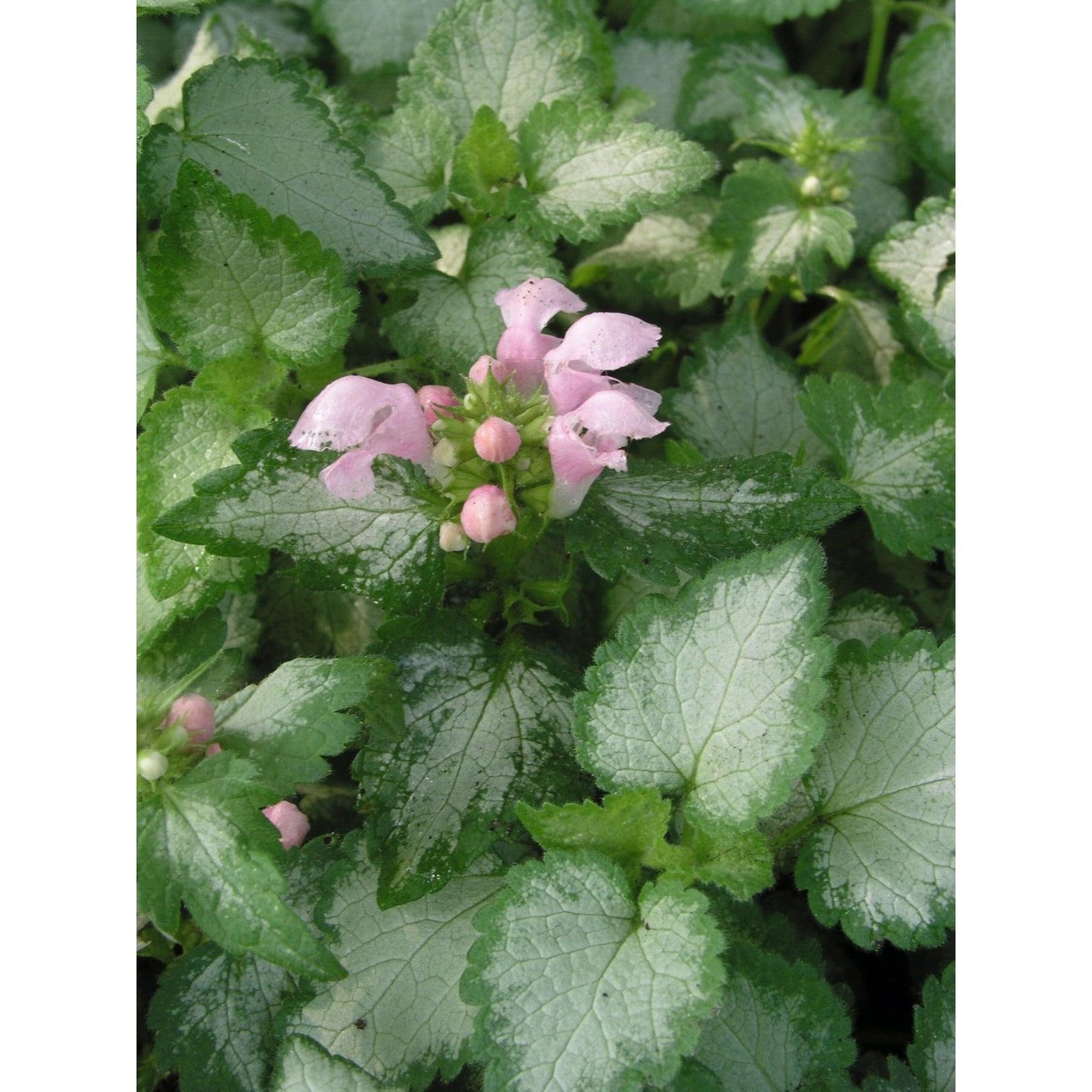 G164 Lamium Maculatum Pink Pewter 6 2735cf2f Ff73 4cec 8211 597ea1df921d from www redcrocus com