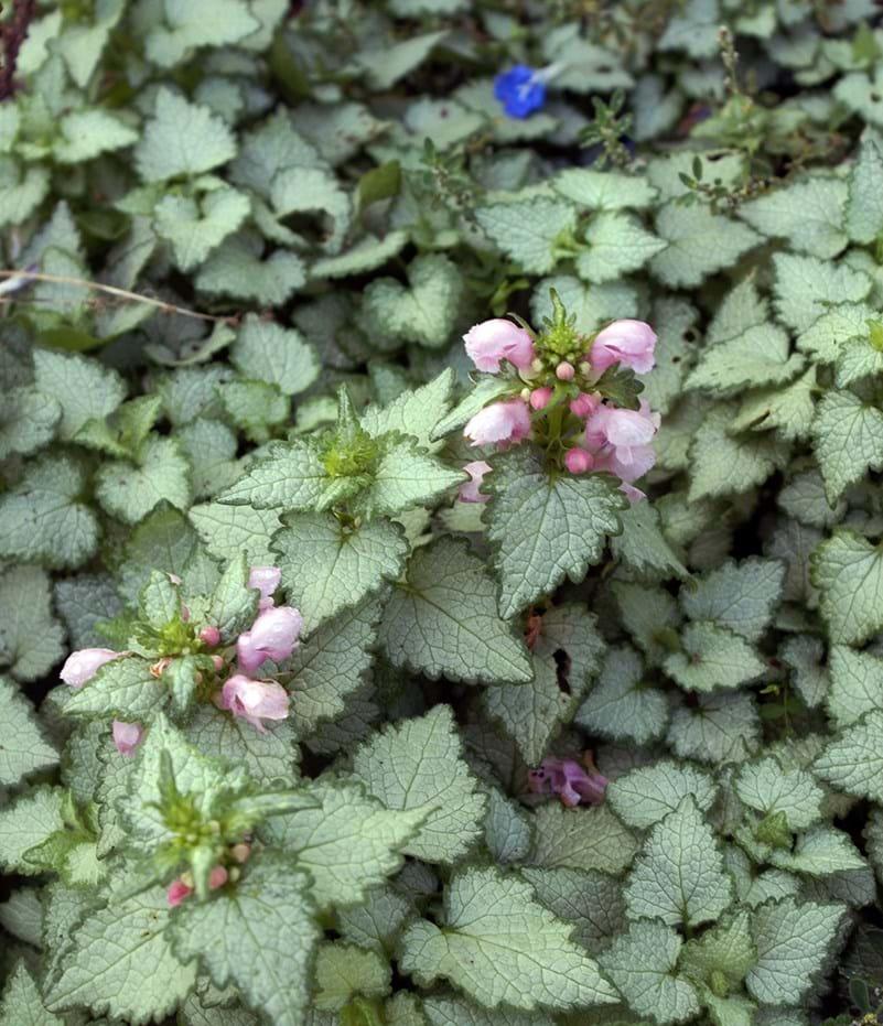 G164 Lamium Maculatum Pink Pewter - View 8 from www redcrocus com