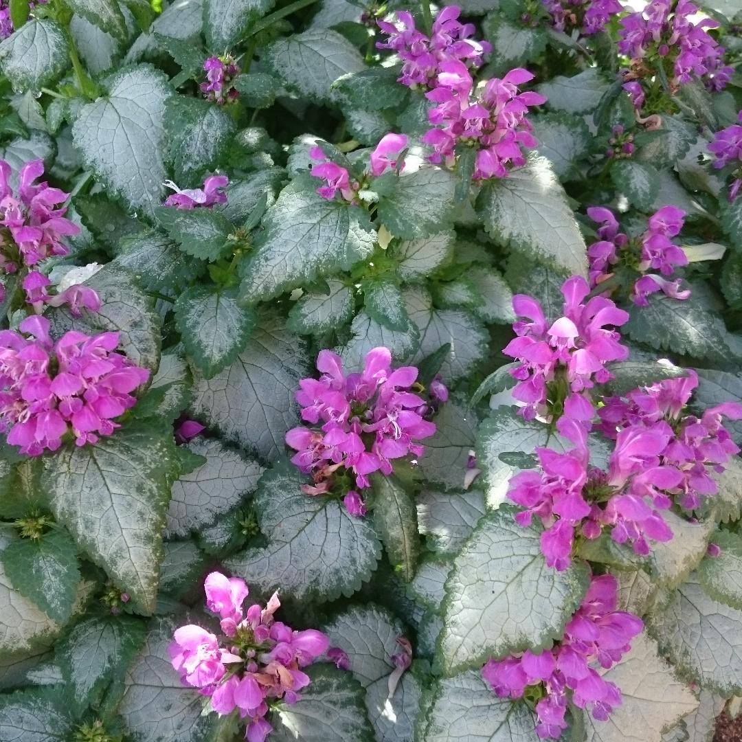 G164 Lamium Maculatum Pink Pewter - View 9 from www redcrocus com