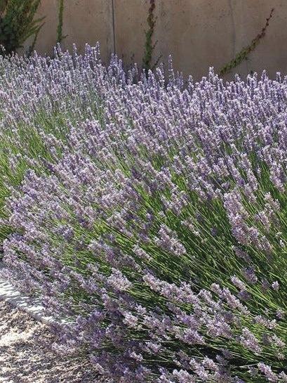 G1658 Lavandula X Intermedia Phenomenal 17 9d6fcc20 76f5 4e31 Aaf8 5b6468edb9c8 from www redcrocus com