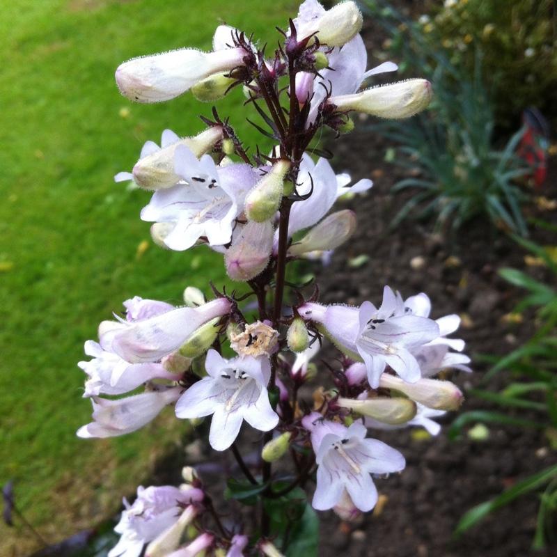 G166 Penstemon Digitalis Husker Red - View 10 from www redcrocus com