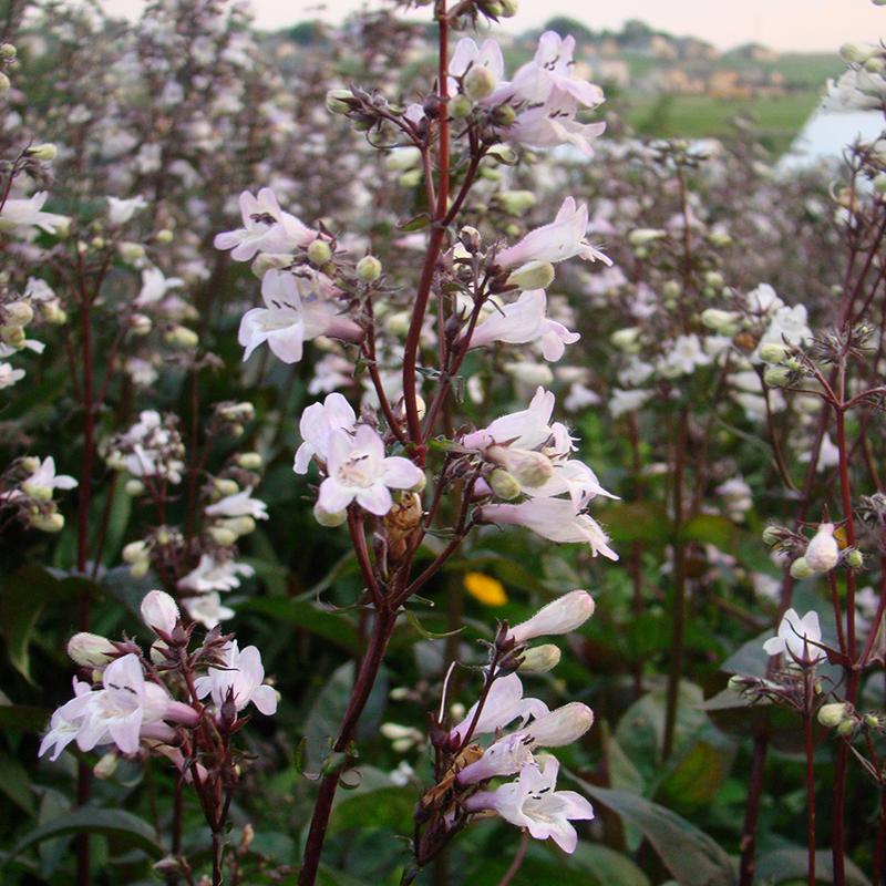 G166 Penstemon Digitalis Husker Red - View 14 from www redcrocus com