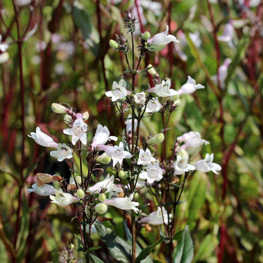 G166 Penstemon Digitalis Husker Red - View 15 from www redcrocus com