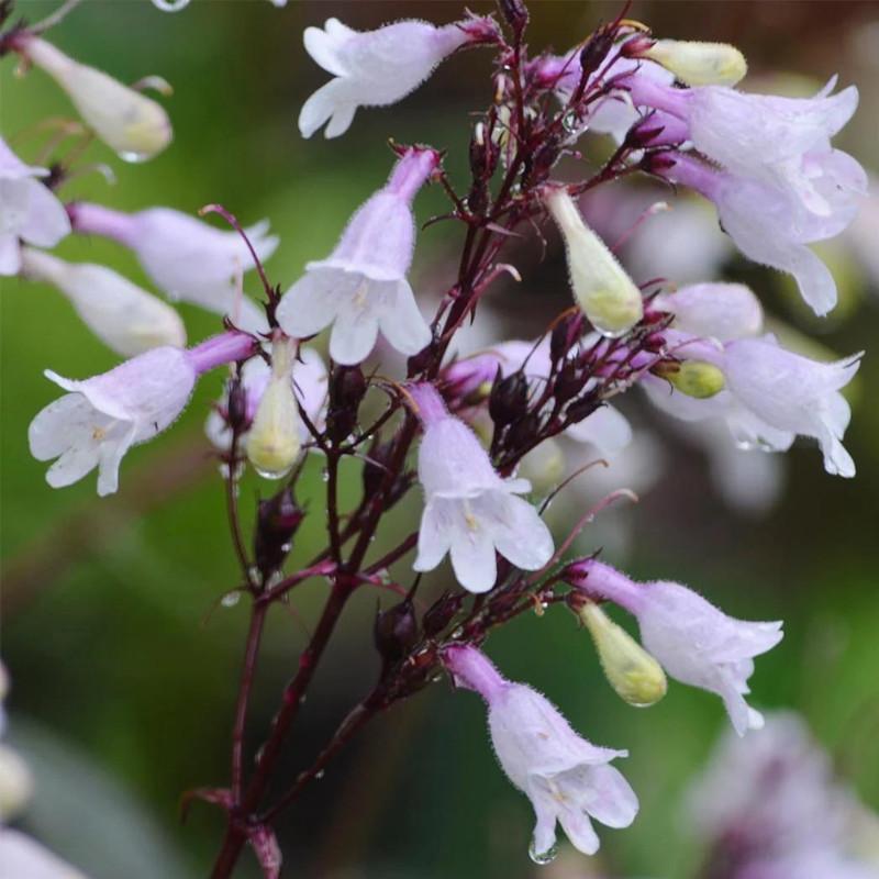 G166 Penstemon Digitalis Husker Red 16 0df2b139 5ca6 4c1f 91eb 0ab7789f8eae from www redcrocus com