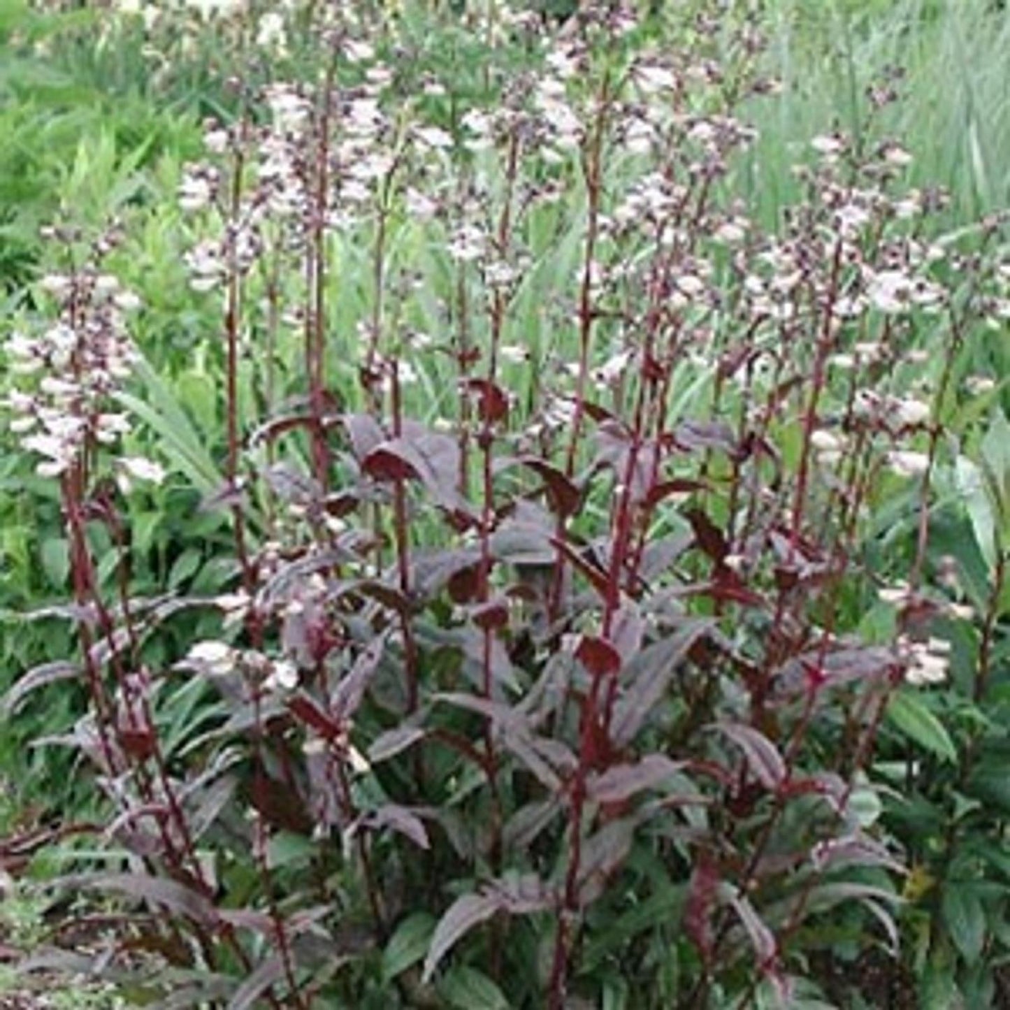 G166 Penstemon Digitalis Husker Red - View 17 from www redcrocus com