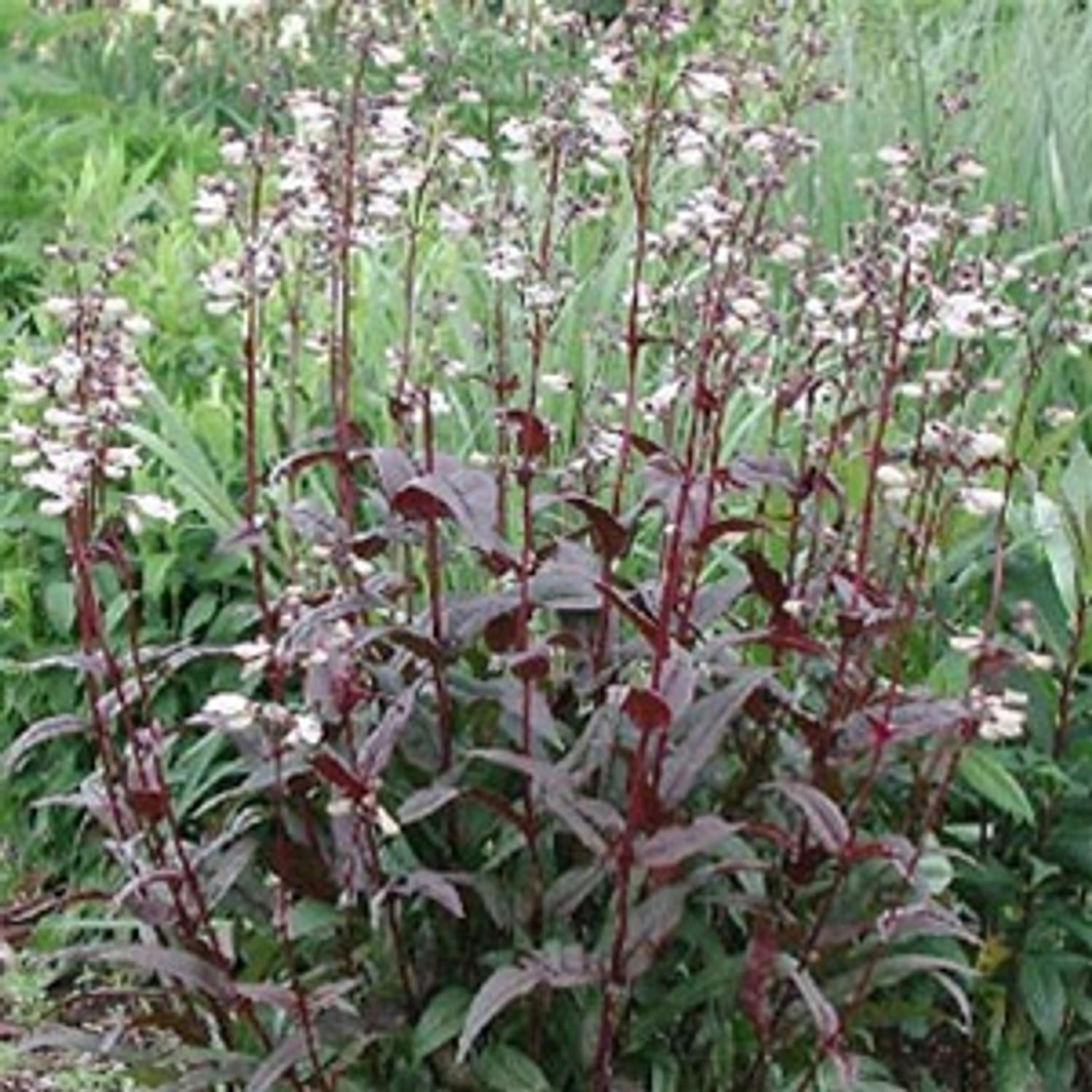 G166 Penstemon Digitalis Husker Red - View 17 from www redcrocus com