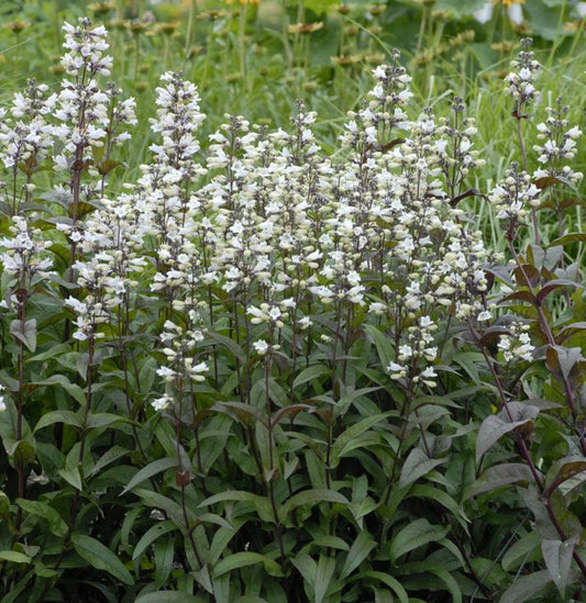 G166 Penstemon Digitalis Husker Red - View 1 from www redcrocus com