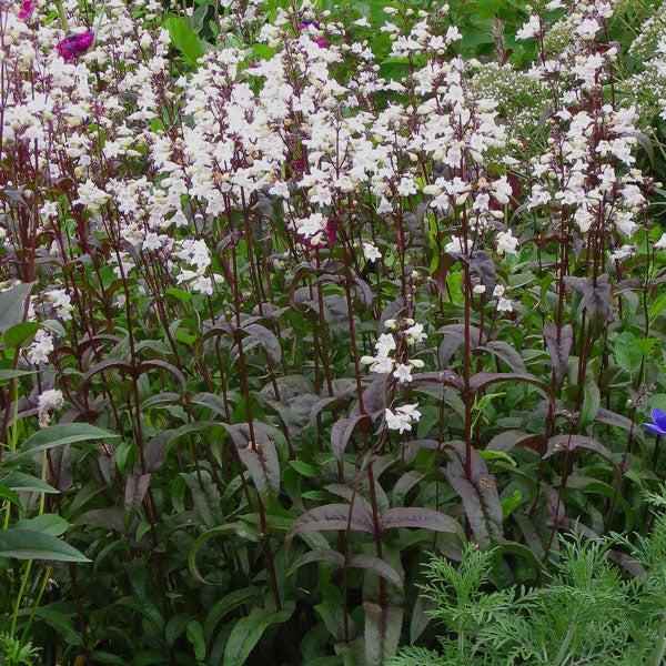 G166 Penstemon Digitalis Husker Red - View 2 from www redcrocus com