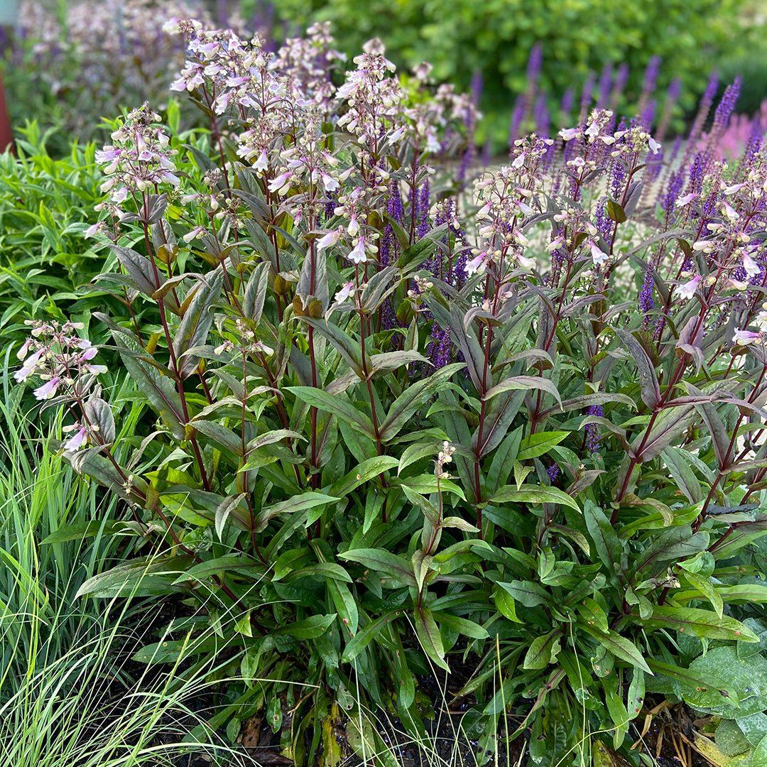 G166 Penstemon Digitalis Husker Red - View 3 from www redcrocus com