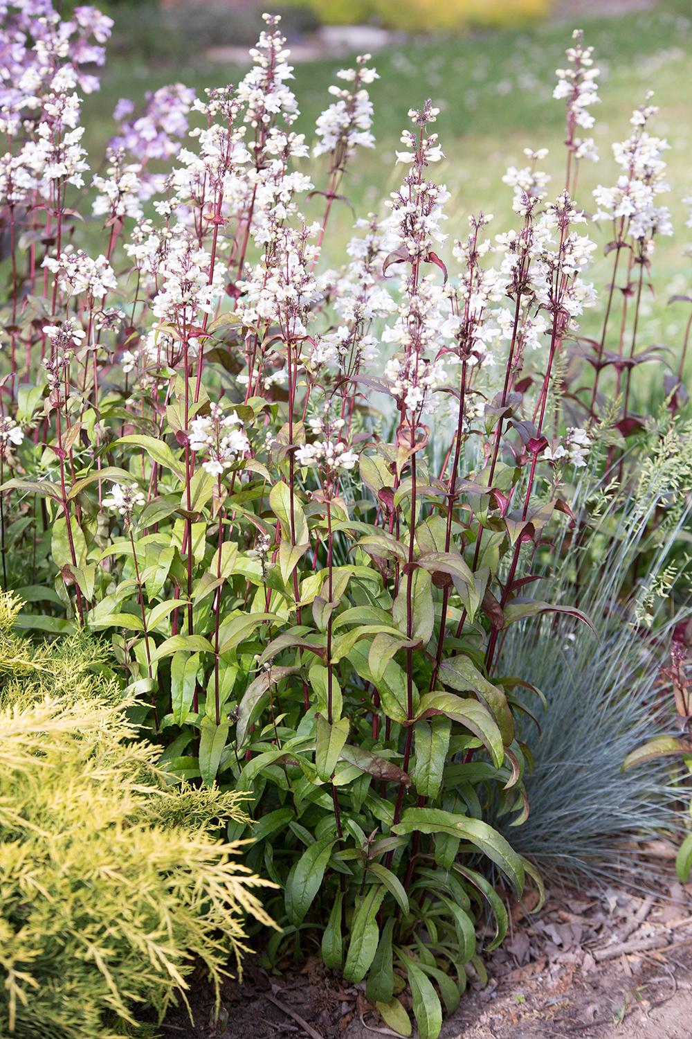 G166 Penstemon Digitalis Husker Red - View 5 from www redcrocus com