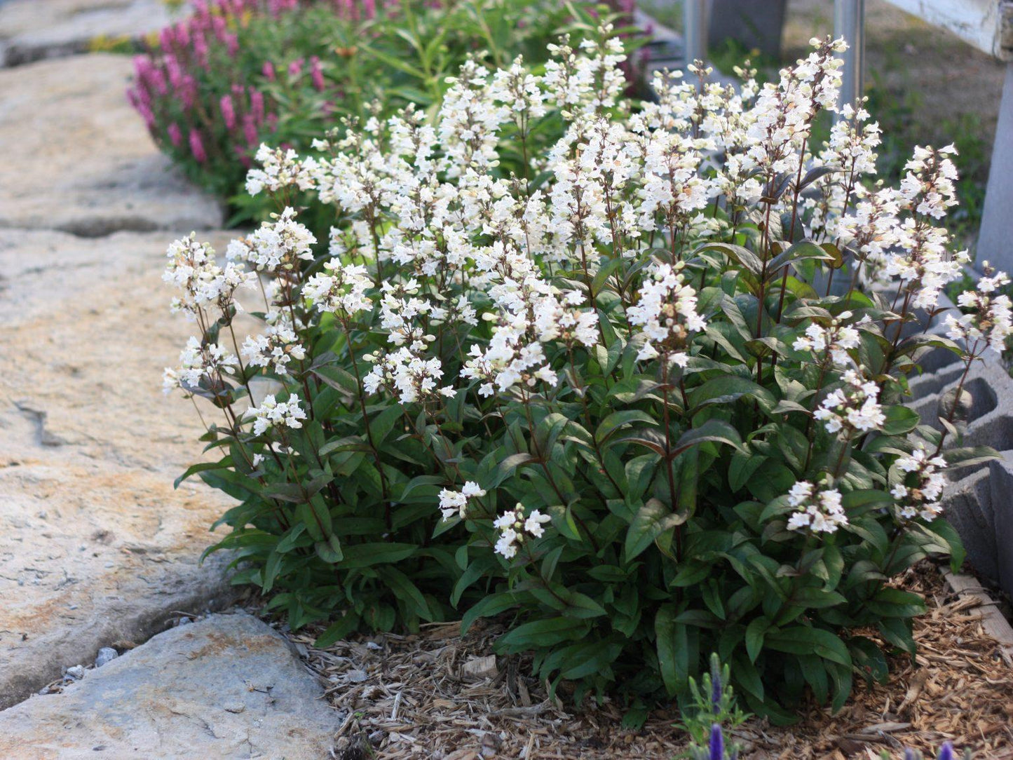 G166 Penstemon Digitalis Husker Red - View 9 from www redcrocus com