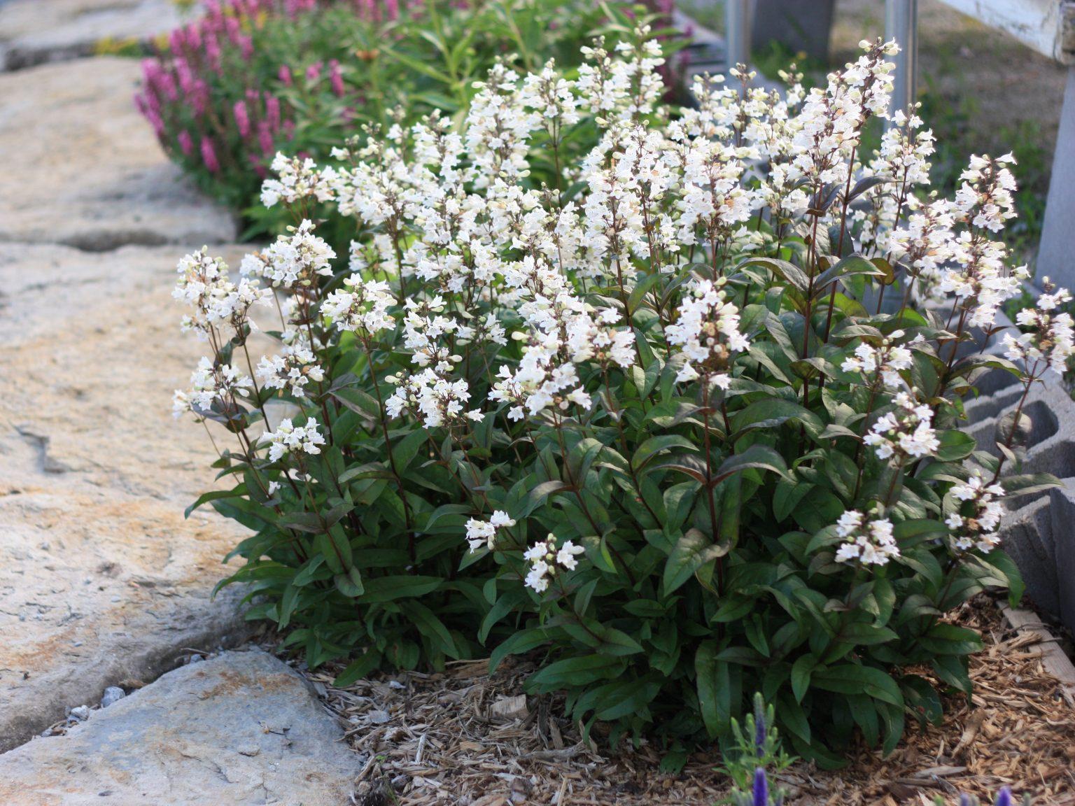 G166 Penstemon Digitalis Husker Red - View 9 from www redcrocus com