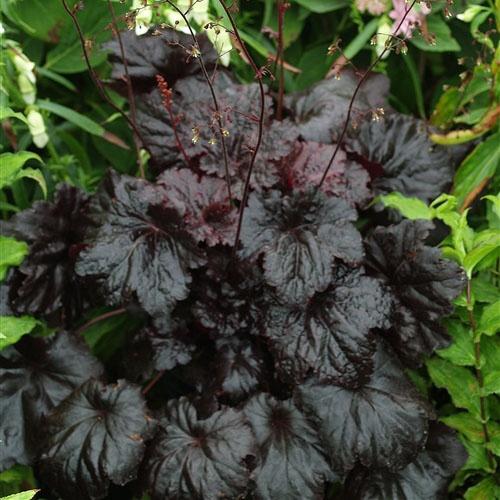G1671 Heuchera X Black Sea 11 3a0ce4ca 7a07 4d54 9578 6656b4303be3 from www redcrocus com