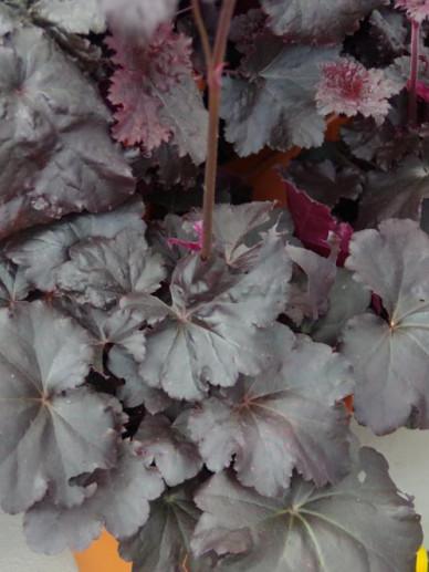 G1671 Heuchera X Black Sea 12 Ed8e1aec 6059 43b3 8d7d B180d75e1b09 from www redcrocus com