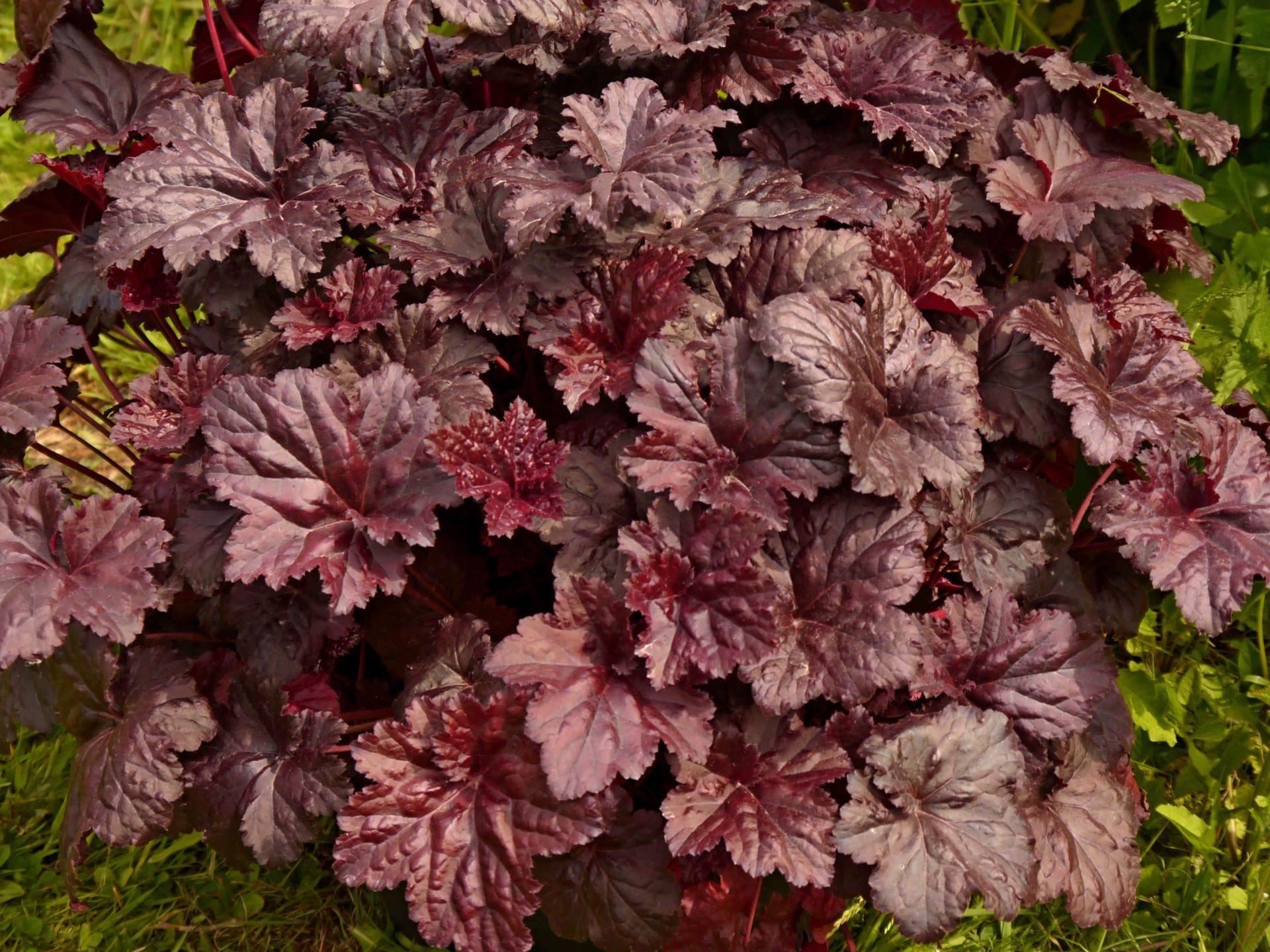 G1671 Heuchera X Black Sea - View 14 from www redcrocus com