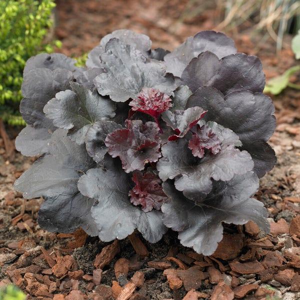 G1671 Heuchera X Black Sea 15 276d39dc 55ca 4861 B557 C5009ad63a06 from www redcrocus com