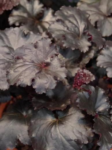 G1671 Heuchera X Black Sea - View 16 from www redcrocus com