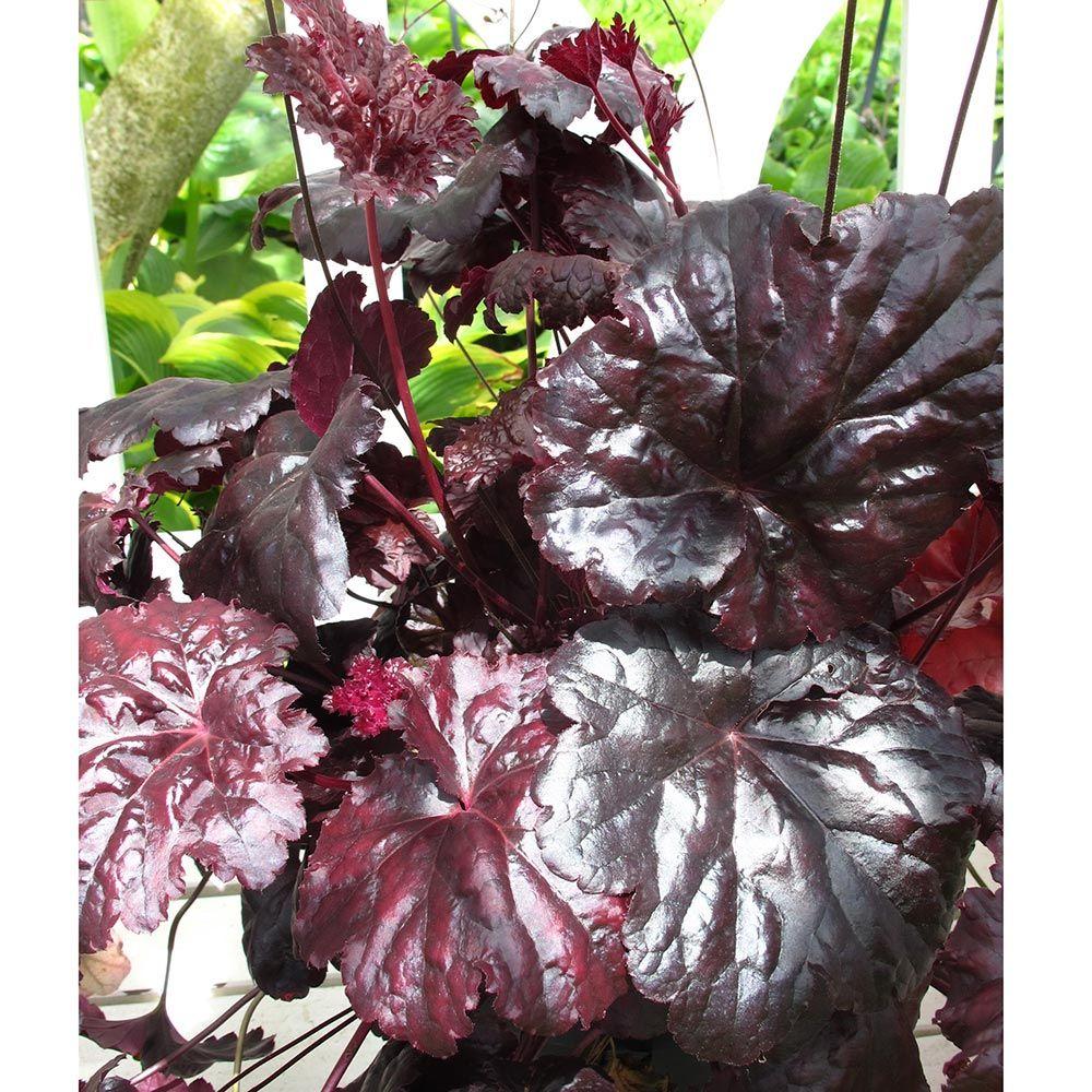 G1671 Heuchera X Black Sea - View 17 from www redcrocus com