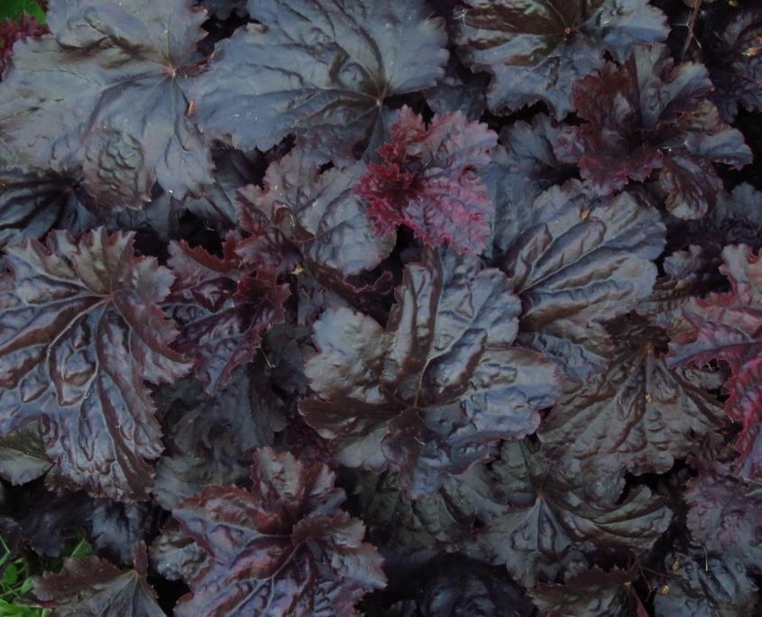 G1671 Heuchera X Black Sea 18 Ec09e5a2 8288 4ca9 82d6 7f5d4d2deb39 from www redcrocus com