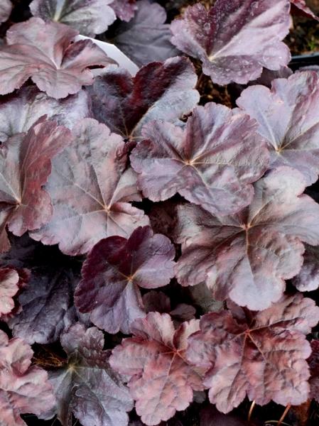 G1671 Heuchera X Black Sea 1 4864dbb4 C1d4 4f77 Ac85 Afd82d9b709e from www redcrocus com