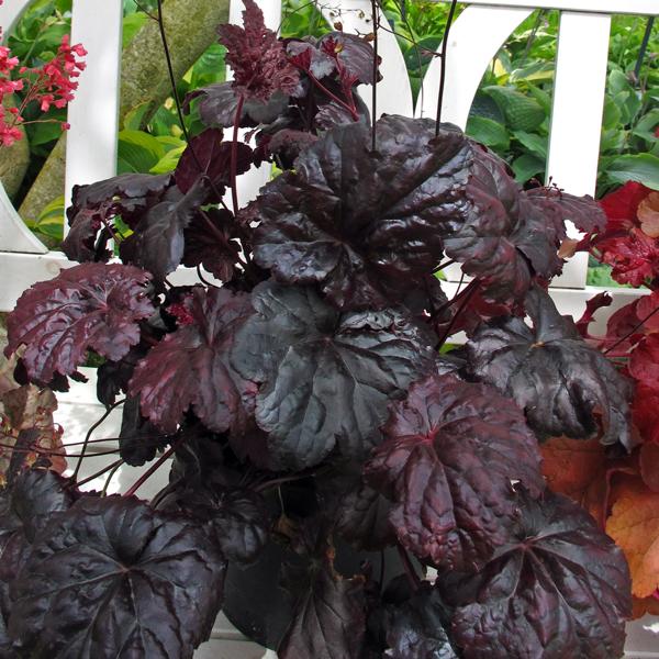 G1671 Heuchera X Black Sea 2 55f3e6a4 234f 409c B9d2 D7a2072264ef from www redcrocus com