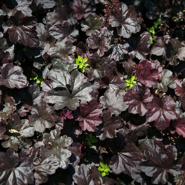 G1671 Heuchera X Black Sea 3 E8c1d151 1c0b 49af 8ffa B220270509e1 from www redcrocus com