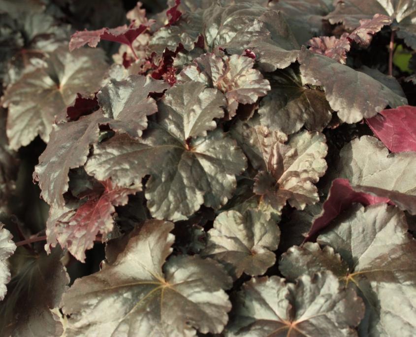 G1671 Heuchera X Black Sea 5 B5570d55 A4ee 4f72 8b21 7c1e724cfeb4 from www redcrocus com