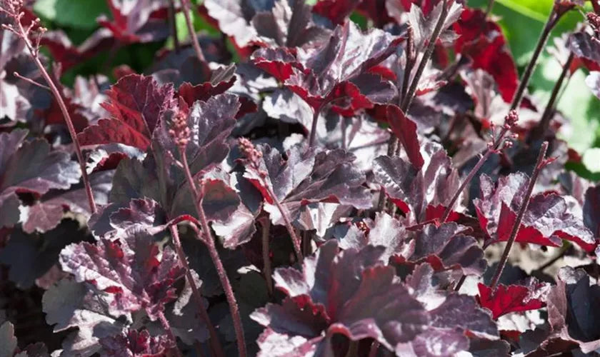 G1671 Heuchera X Black Sea - View 6 from www redcrocus com