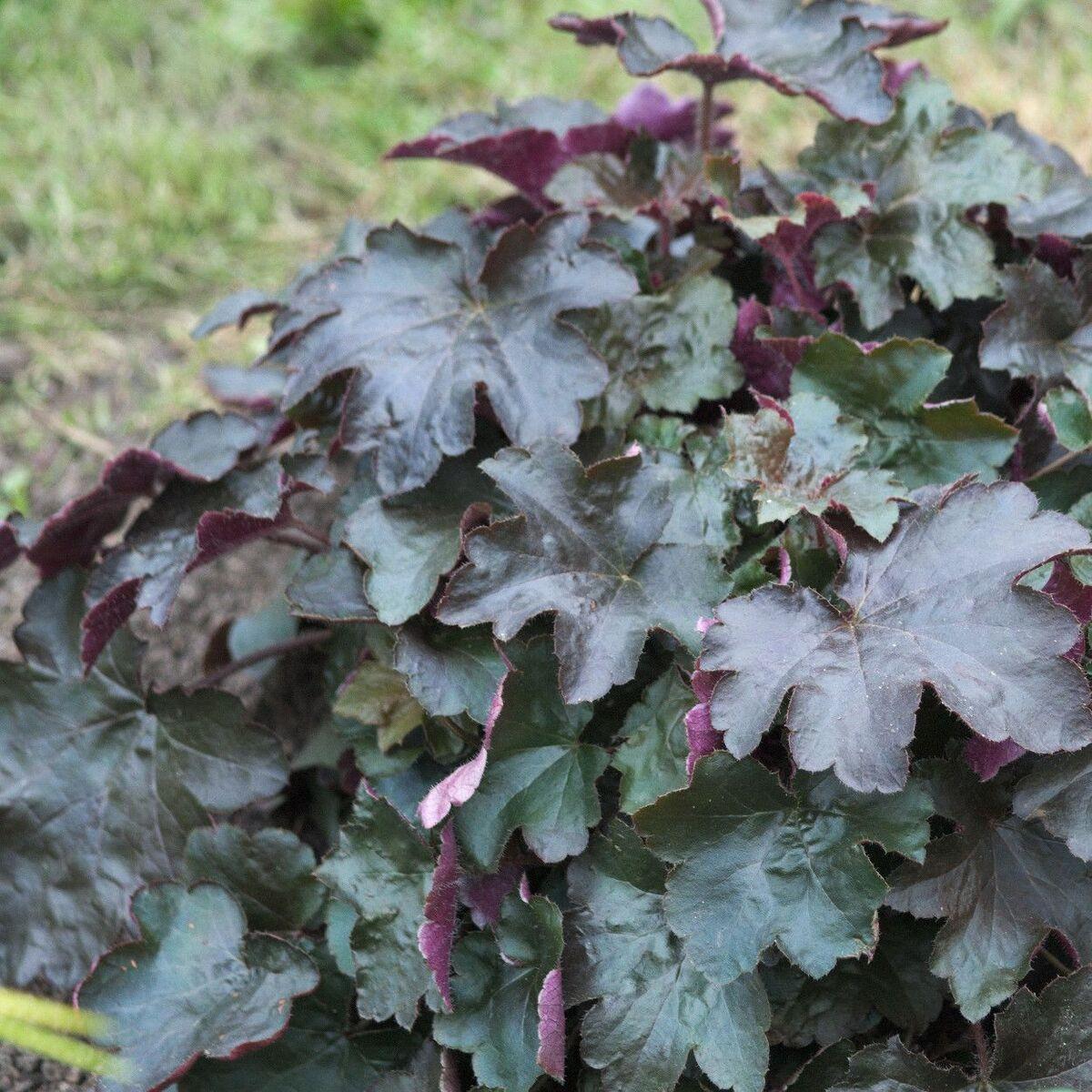 G1671 Heuchera X Black Sea 6 57883434 4b4f 4e5c 89eb 65d02246fc3c from www redcrocus com