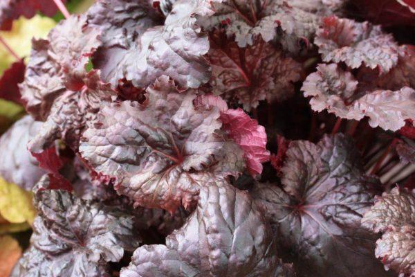 G1671 Heuchera X Black Sea - View 7 from www redcrocus com