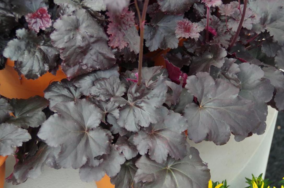 G1671 Heuchera X Black Sea 8 47077684 Ca8e 4856 A562 2294ea496eef from www redcrocus com