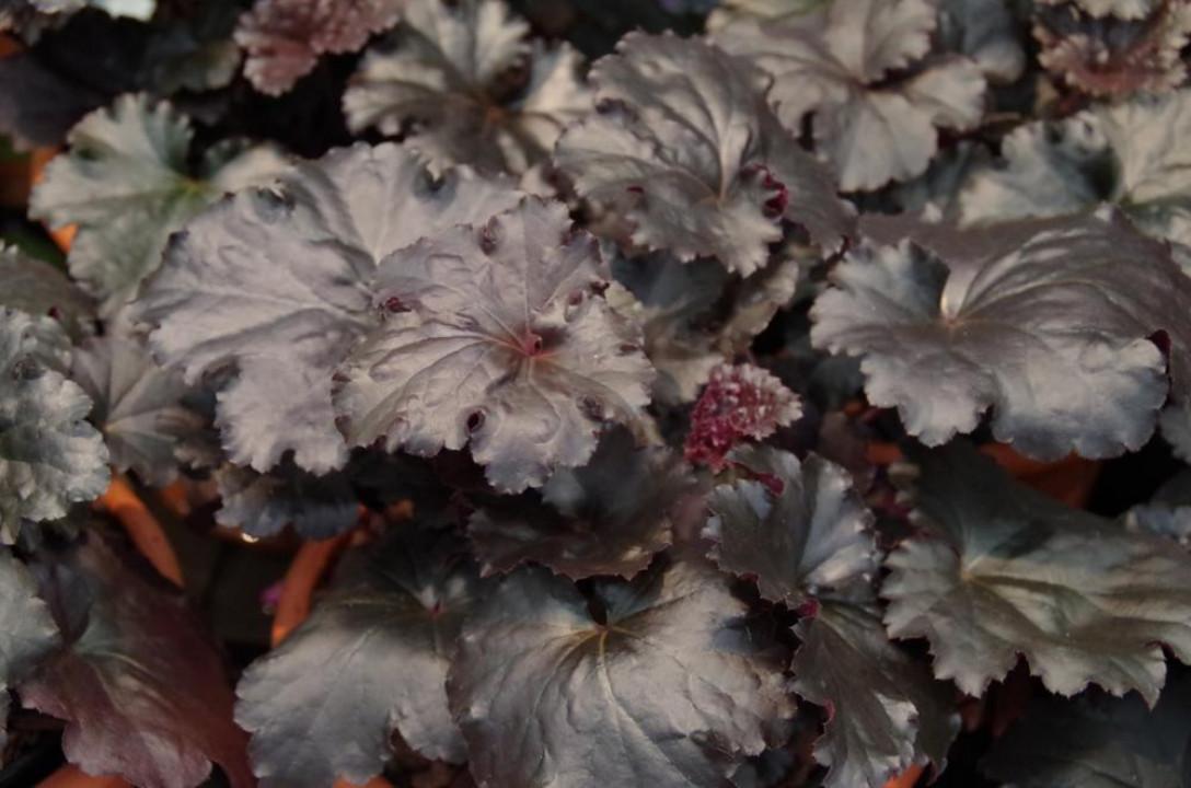 G1671 Heuchera X Black Sea 9 229077e9 314b 4678 91e5 509c88396452 from www redcrocus com