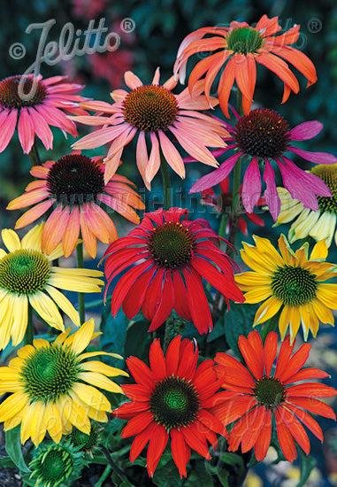 G1672 Echinacea Purpurea Cheyenne Spirit - View 11 from www redcrocus com