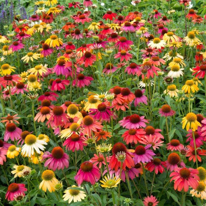 G1672 Echinacea Purpurea Cheyenne Spirit - View 14 from www redcrocus com
