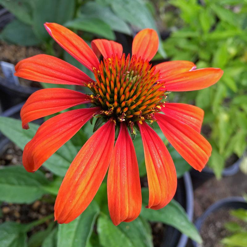 G1672 Echinacea Purpurea Cheyenne Spirit - View 3 from www redcrocus com