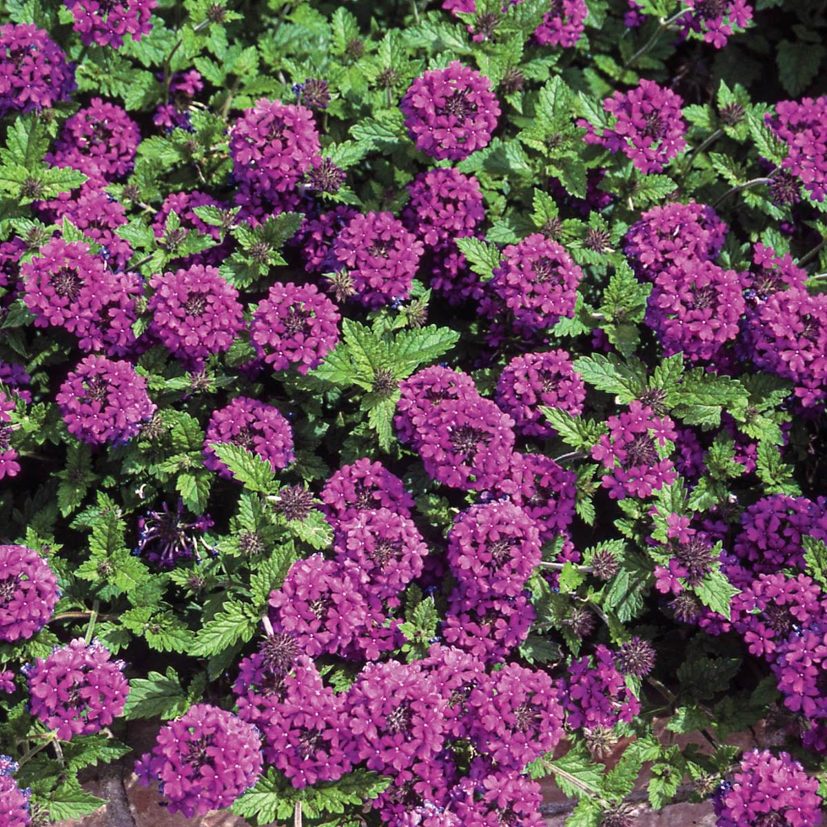 G169 Verbena Canadensis Homestead Purple 16 Ce040b27 D722 49d6 B756 E3862b6c647e from www redcrocus com