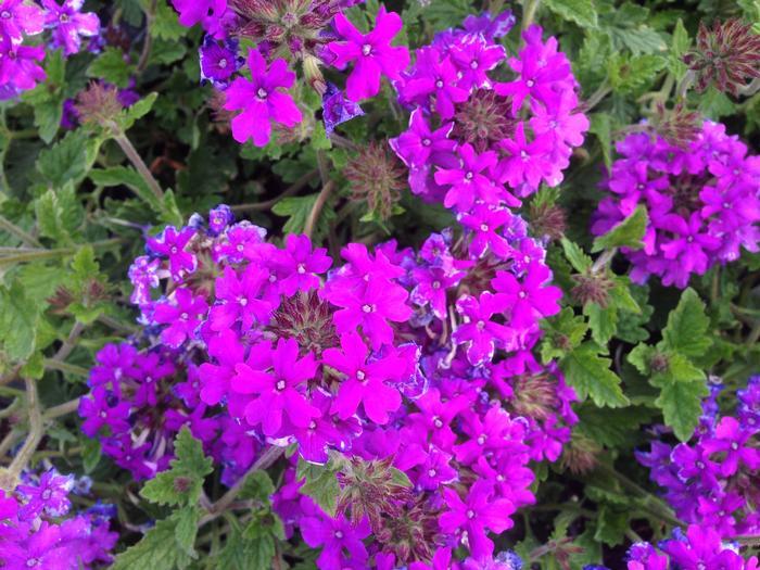 G169 Verbena Canadensis Homestead Purple 17 Cf2047b2 4ad1 4fc5 83b1 81ad13f3e6de from www redcrocus com