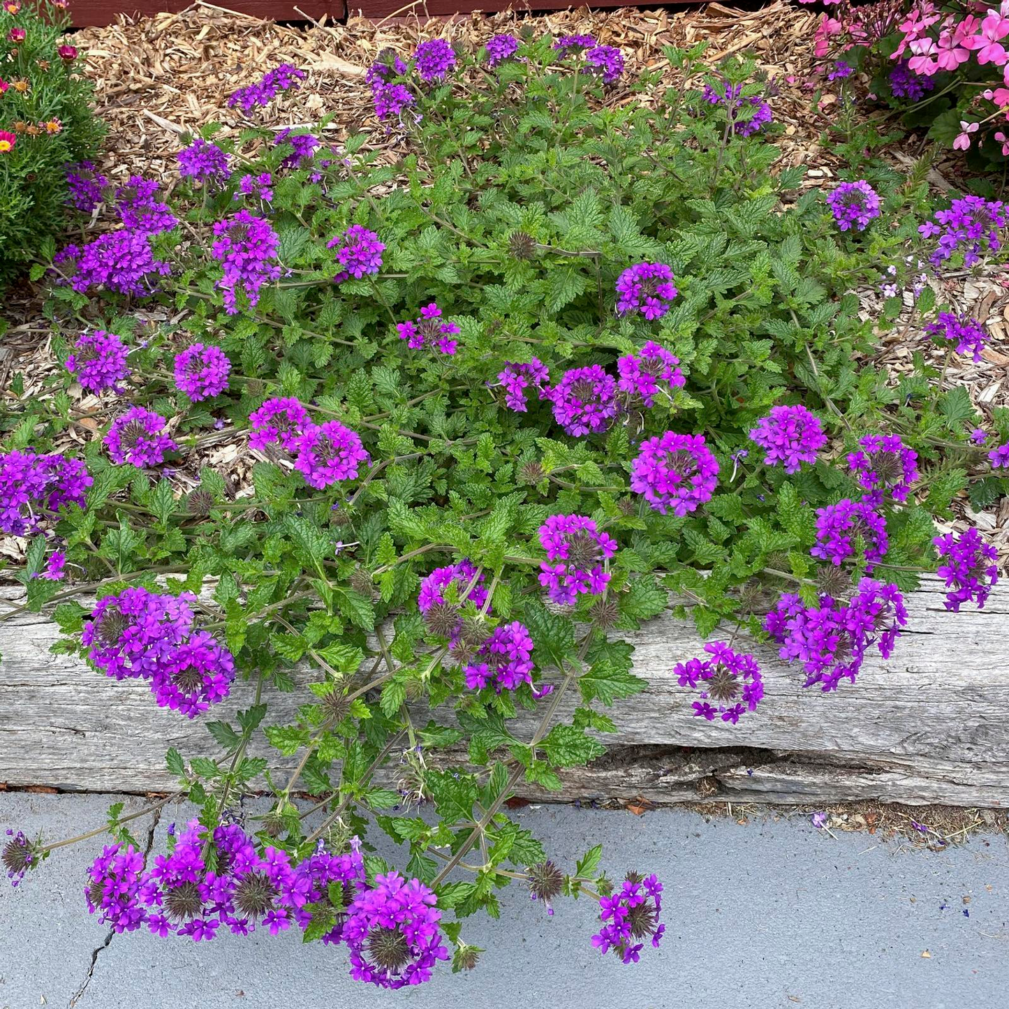 G169 Verbena Canadensis Homestead Purple 17 Ce48f635 Ddcc 42e3 932e E78825fe5bb8 from www redcrocus com