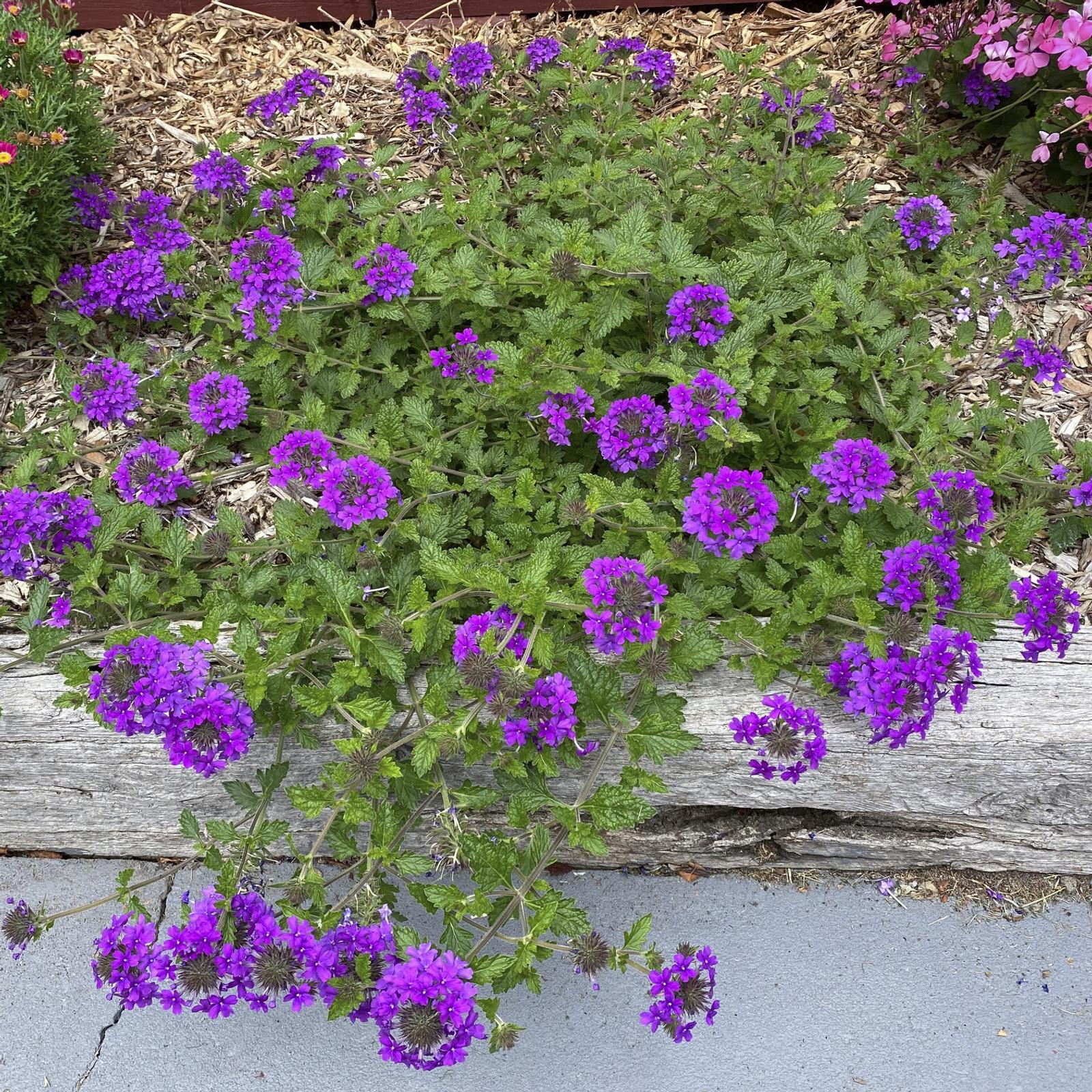 G169 Verbena Canadensis Homestead Purple 17 Ce48f635 Ddcc 42e3 932e E78825fe5bb8 from www redcrocus com
