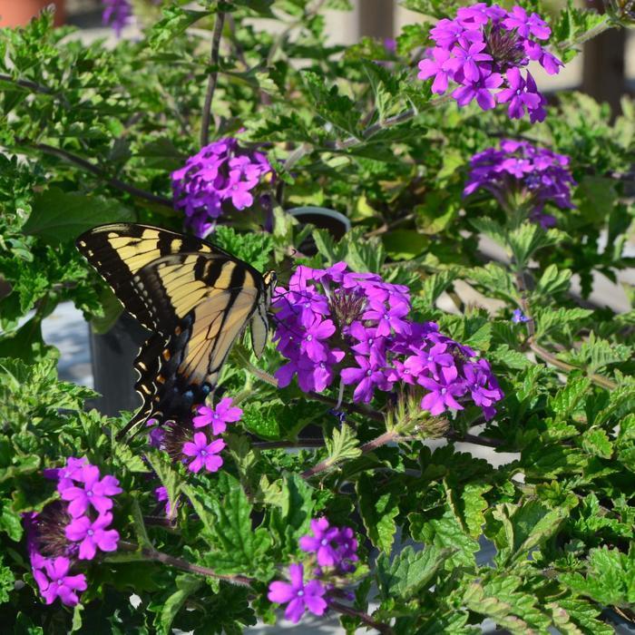 G169 Verbena Canadensis Homestead Purple 18 F6c22f1b A2ee 4028 Ab78 B2f4efb7543e from www redcrocus com