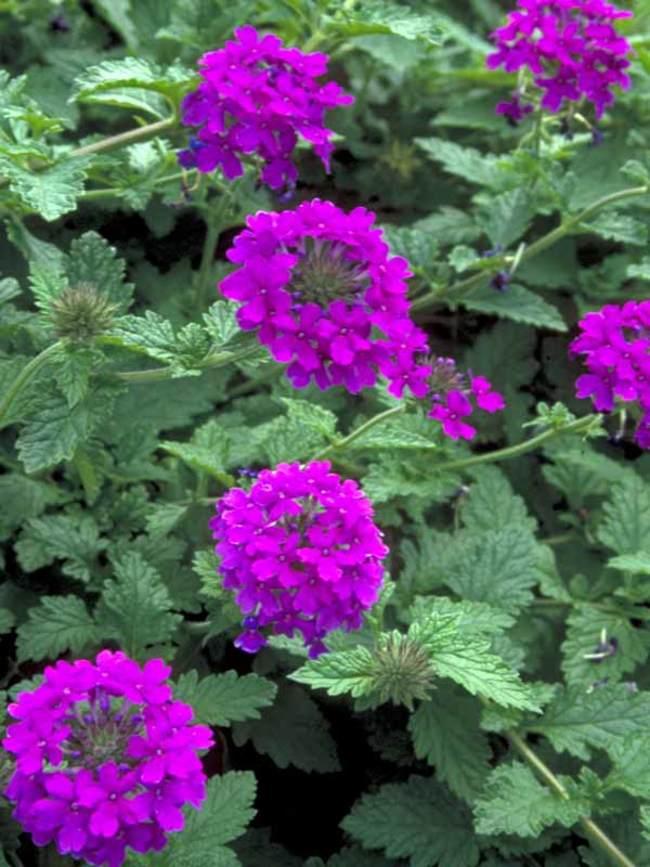 G169 Verbena Canadensis Homestead Purple 19 Eb4539f8 2f11 4fe2 B5b4 Ea82df68f605 from www redcrocus com