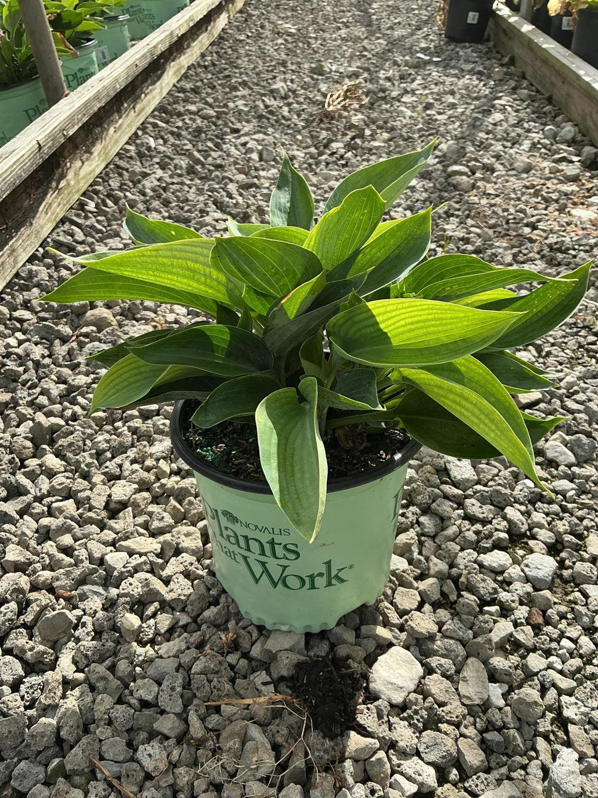G1702 Hosta X 'abiqua Drinking Gourd' - View 18 from www redcrocus com