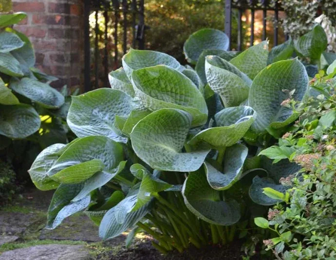 G1702 Hosta X 'abiqua Drinking Gourd' - View 1 from www redcrocus com