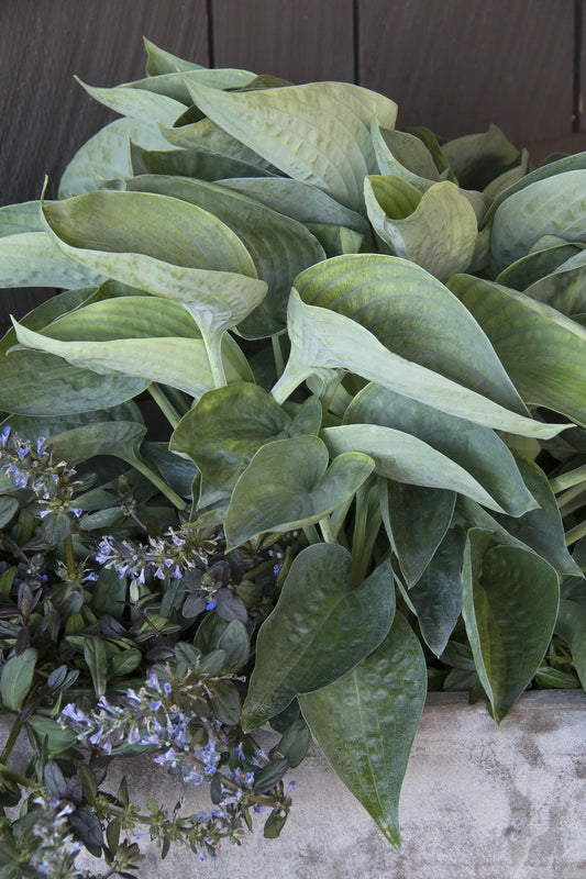 G1702 Hosta X 'abiqua Drinking Gourd' - View 6 from www redcrocus com