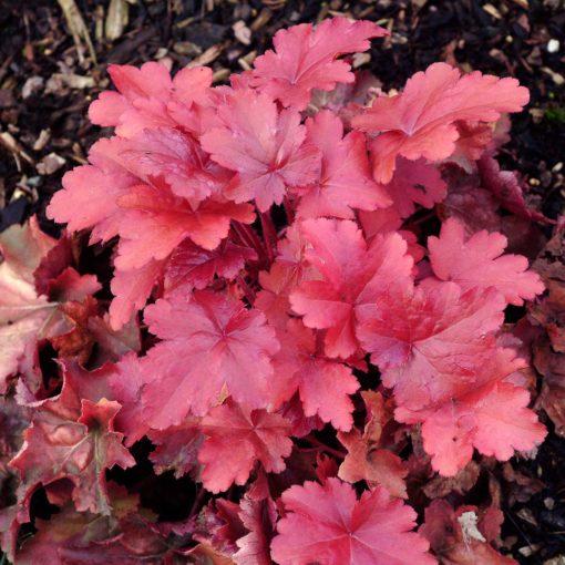 G1752 Heuchera X 'red Sea' - View 11 from www redcrocus com